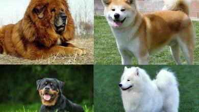ما هي أنواع الكلاب