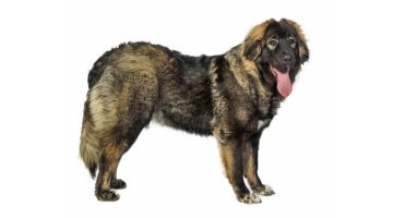 معلومات عن الكلب القوقازي وأهم مواصفاته