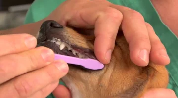 كم عدد اسنان الكلب وأهم أنواعه الكلاب