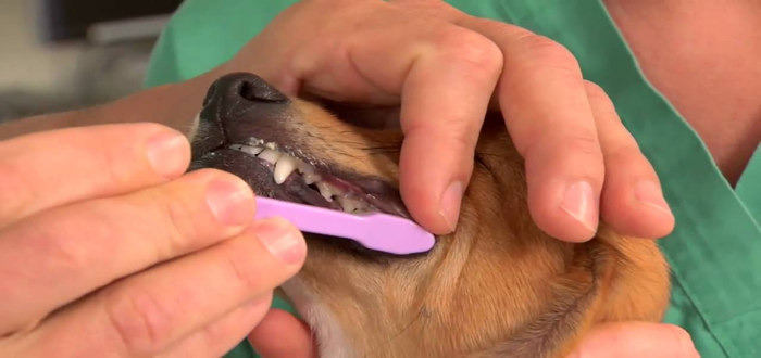 كم عدد اسنان الكلب