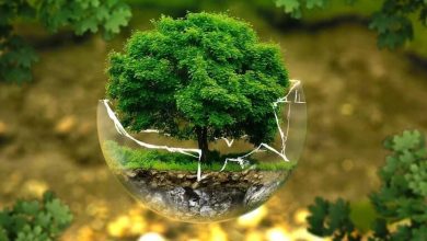 عبارات عن اليوم العالمي للبيئة