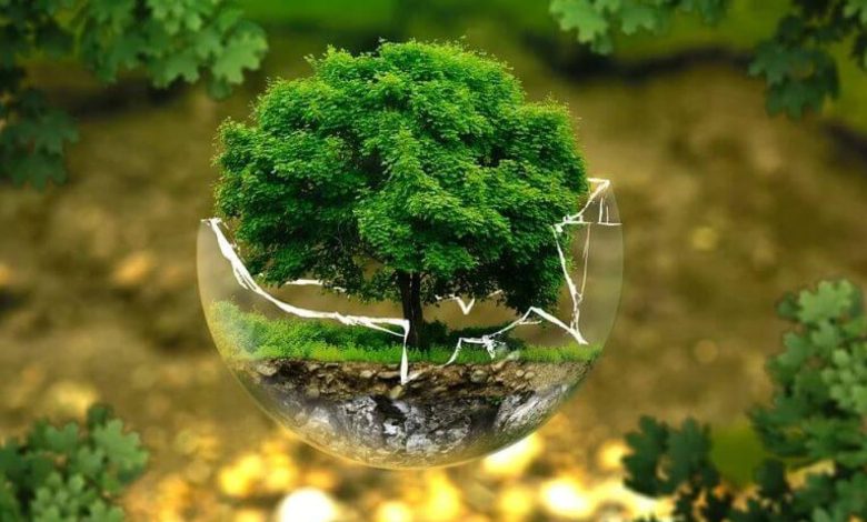 عبارات عن اليوم العالمي للبيئة
