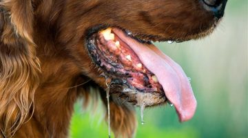 لماذا يلهث الكلاب وعلاجها بالصورة الصحيحة