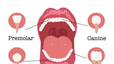 اي انواع الاسنان تستخدم لتمزيق الطعام