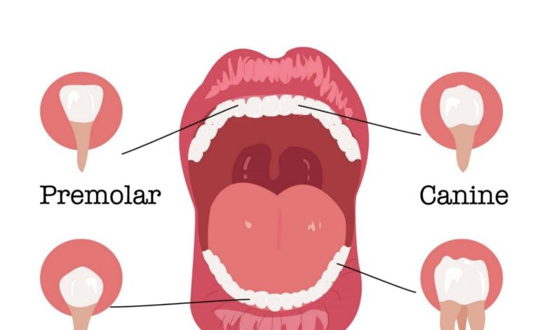 اي انواع الاسنان تستخدم لتمزيق الطعام