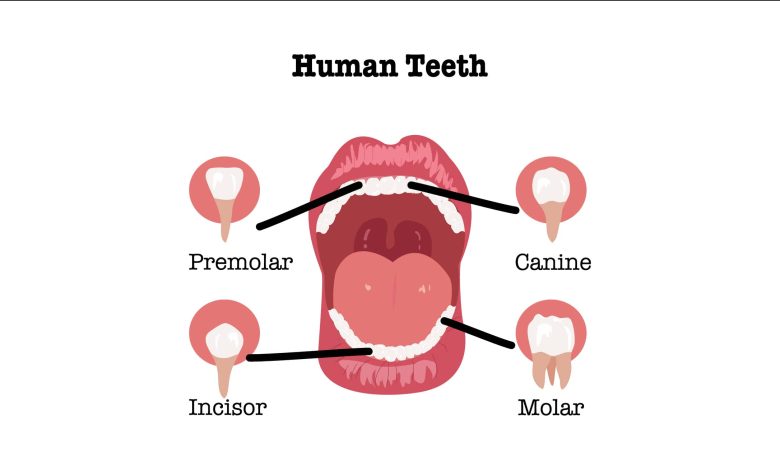 كم عدد أسنان الإنسان
