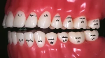 اسماء الاسنان وما هي أنواع الأضراس
