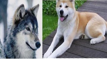 الفرق بين الكلب والذئب في التكاثر