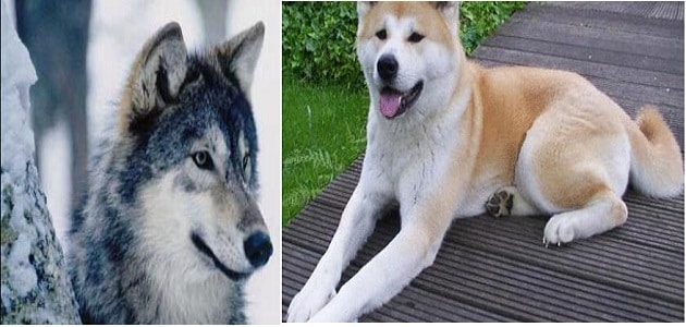 الفرق بين الكلب والذئب