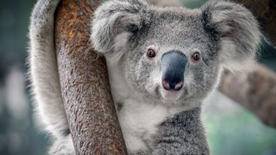 اسم حيوان الكوالا بالانجليزي