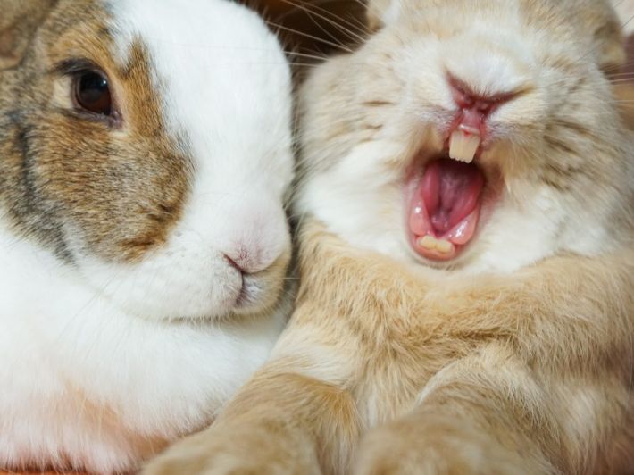 كم عدد أسنان الأرنب وكيفية تربيتهم