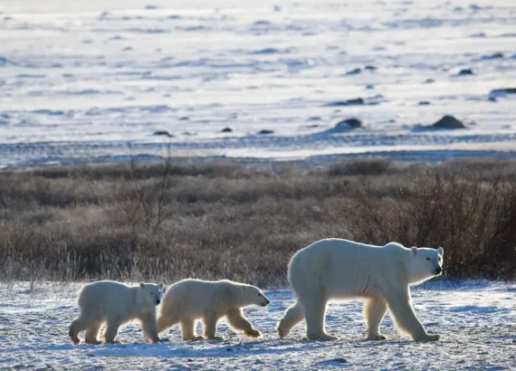البيئة والعوامل التي تؤثر في تهاجر الدببة القطبية