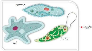 بحث عن الطلائعيات