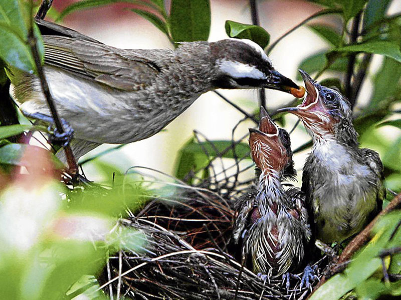 بحث عن الطيور وأبرز أنواعها وصفاتها الشكلية والسلوكية