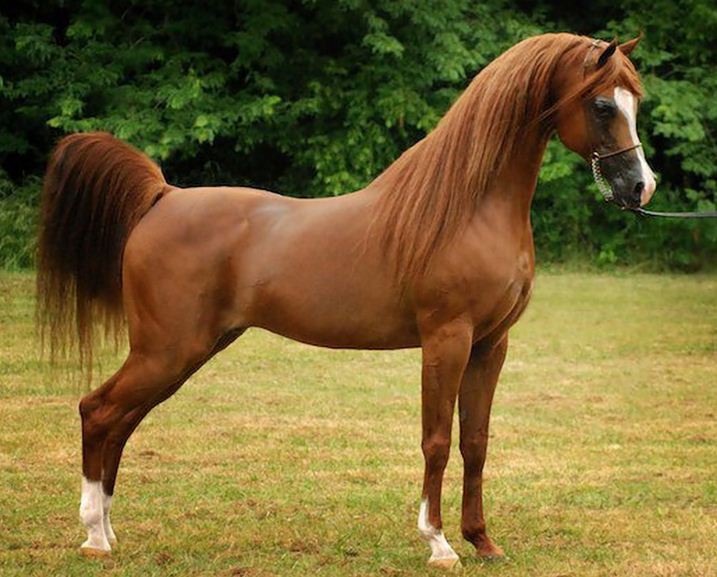 افضل انواع الخيول والفرق بين النوع الروسي والعربي والبولندي