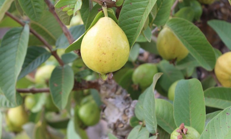 الجوافة بالمغربية