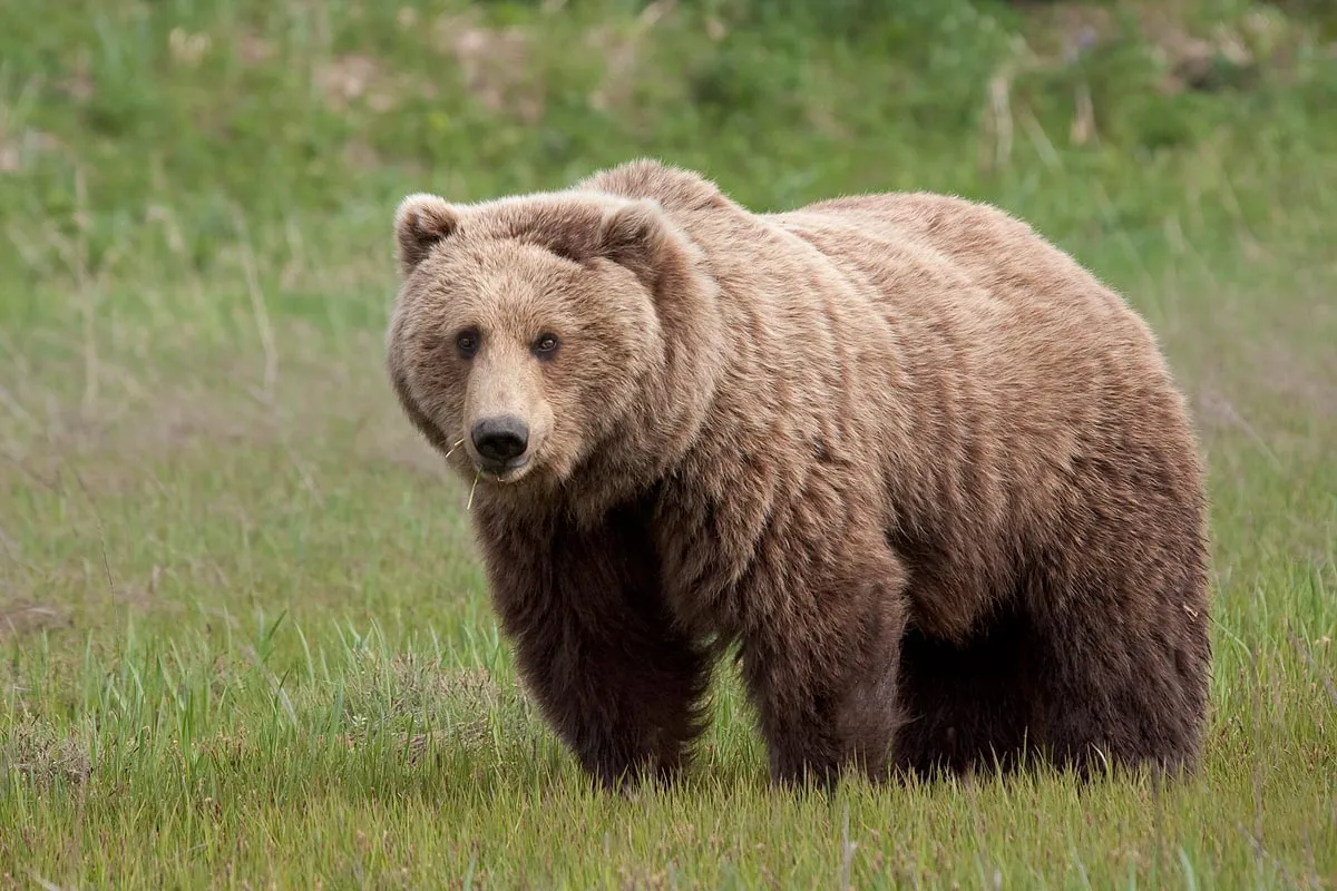 الدب من الحيوانات القارتة أي أنه يأكل النباتات والحيوانات