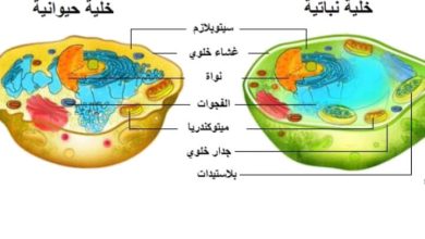 تختلف الخلية النباتية عن الخلية الحيوانية في انها تحتوي على