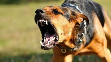 الكلاب المسعورة ويكيبيديا ونصائح لتجنب الإصابة بداء الكلب