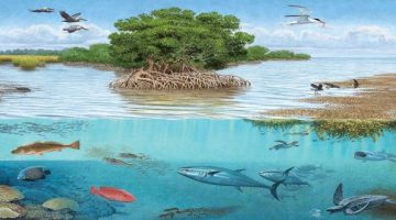 بحث عن الأنظمة البيئية المائية
