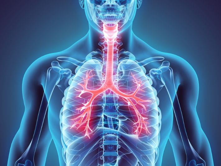 بحث عن الجهاز التنفسي ومكوناته وطريقة التنفس من خلاله