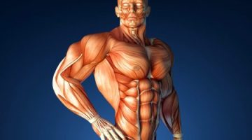بحث عن الجهاز العضلي وأنواع العضلات