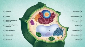 تصنع الخلايا الحيوانية غذائها بنفسها لأنها تحتوي على الكلوروفيل