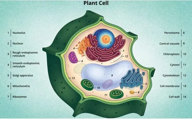 تصنع الخلايا الحيوانية غذائها بنفسها لأنها تحتوي على الكلوروفيل