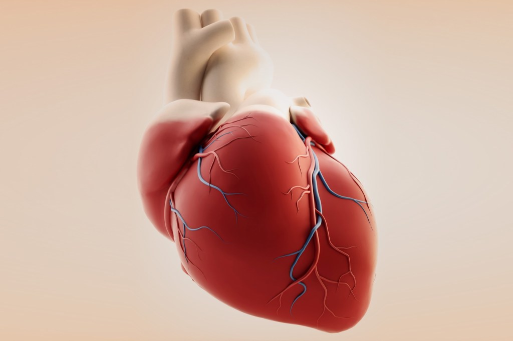 بحث عن القلب 6 حقائق مذهلة عن القلب