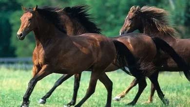 اسماء خيول عربية