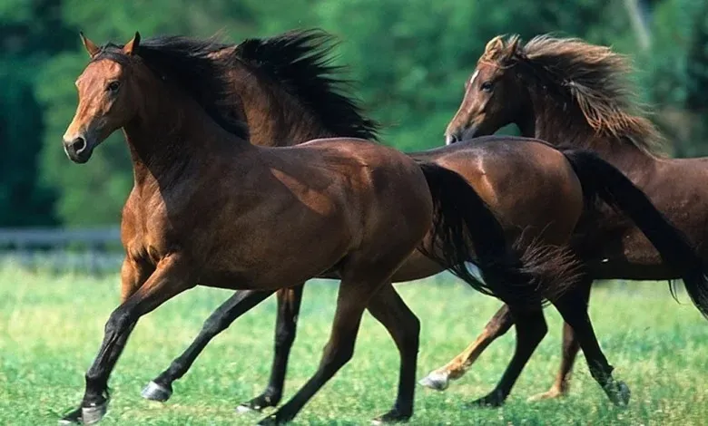 اسماء خيول عربية