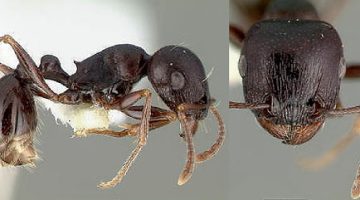 معلومات عن النمل